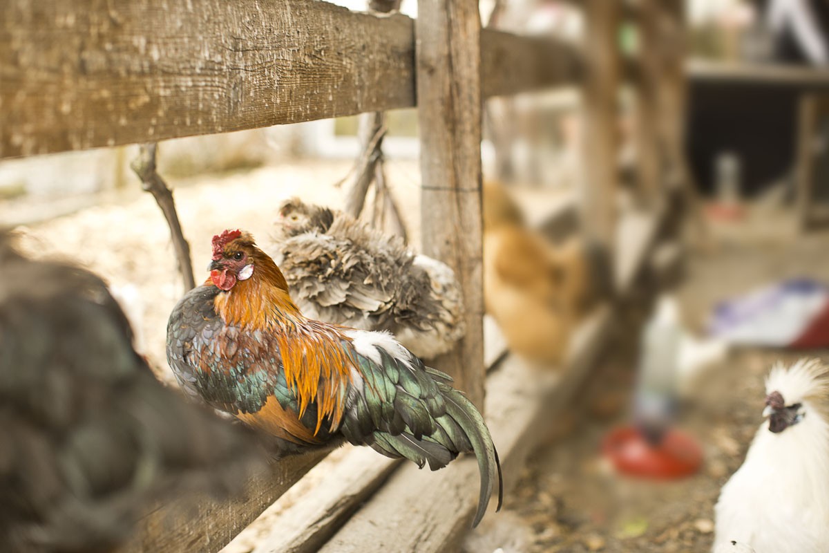 Die Hühner fühlen sich im Garten des Gasthof Mohren sichtlich wohl. © Darko Todorovic