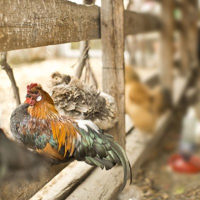 Die Hühner fühlen sich im Garten des Gasthof Mohren sichtlich wohl. © Darko Todorovic